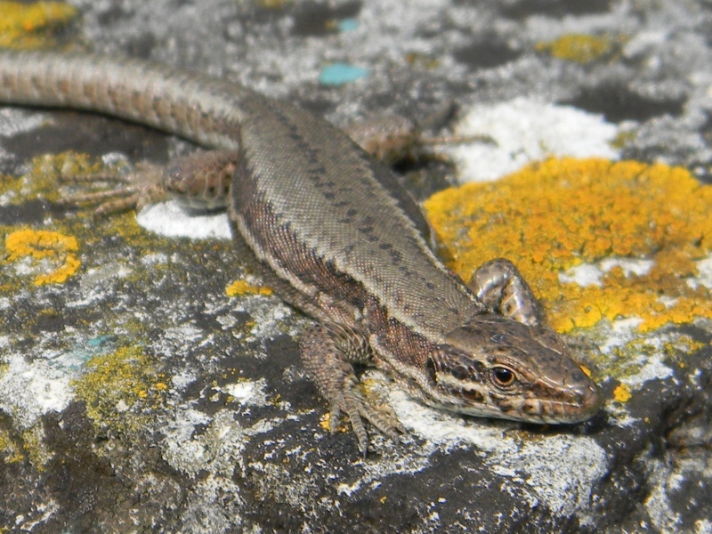 Photos reptiles et amphibiens Dscn5911