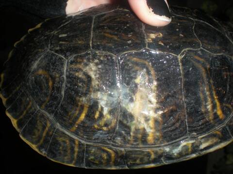 Carapace de tortue - Taille moyenne