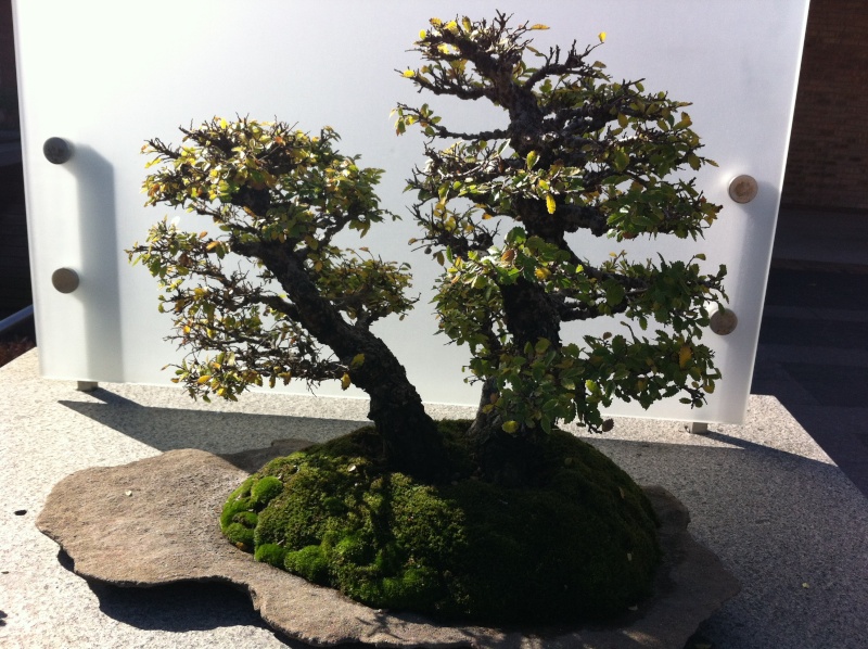 Fall Bonsai Collection @ Chicago Botanical Garden Img_0516