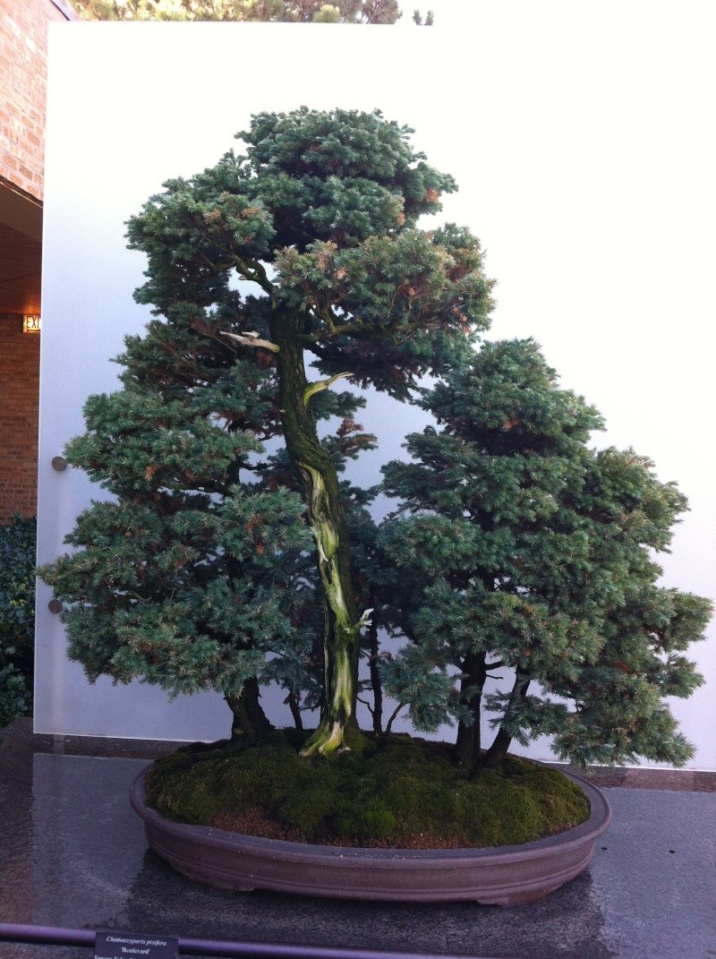 From bonsai East leaves falling Hampton NY tree,