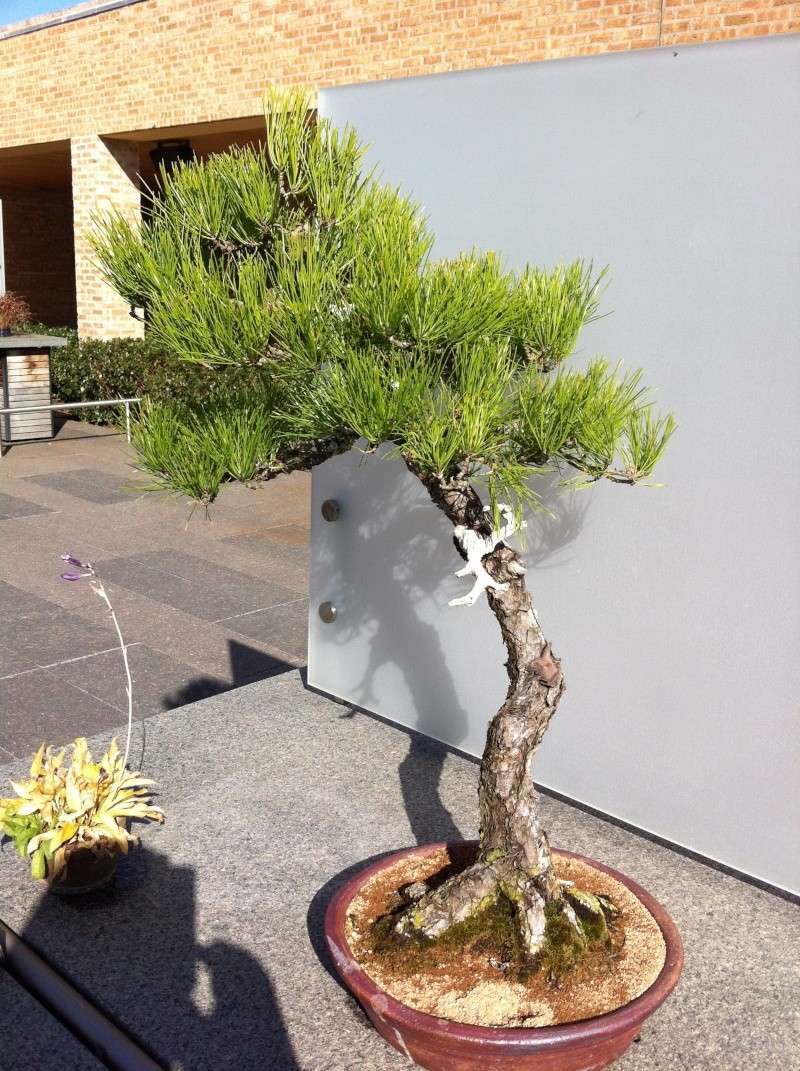 Fall Bonsai Collection @ Chicago Botanical Garden Img_0522