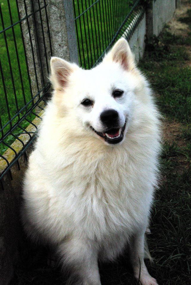 Prince, grand spitz blanc de 2 ans (m) ok chats  (59)REFUGE SATURE (ADOPTE) Prince10