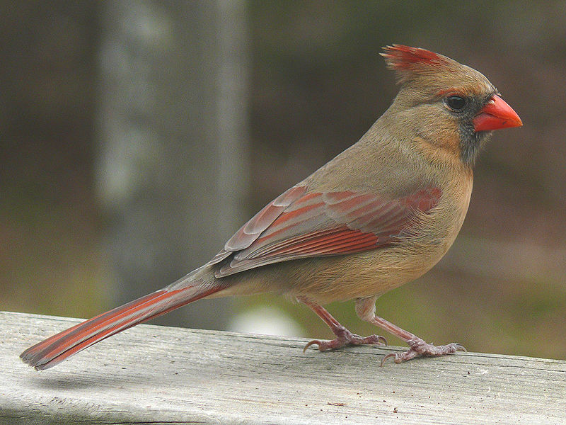 Cardinal rouge 800px-19