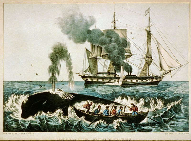 Les baleines en voie de disparition 800px-34