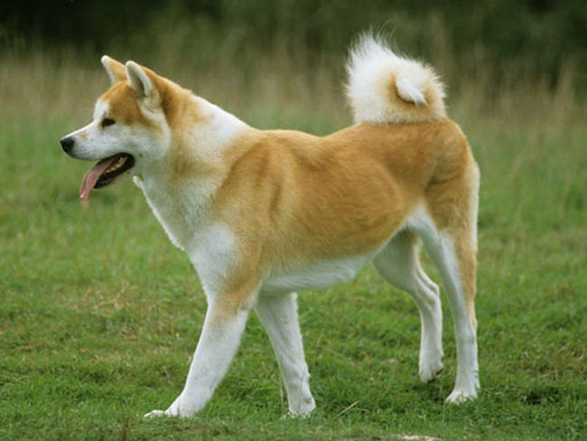 Akita Inu Akita-12