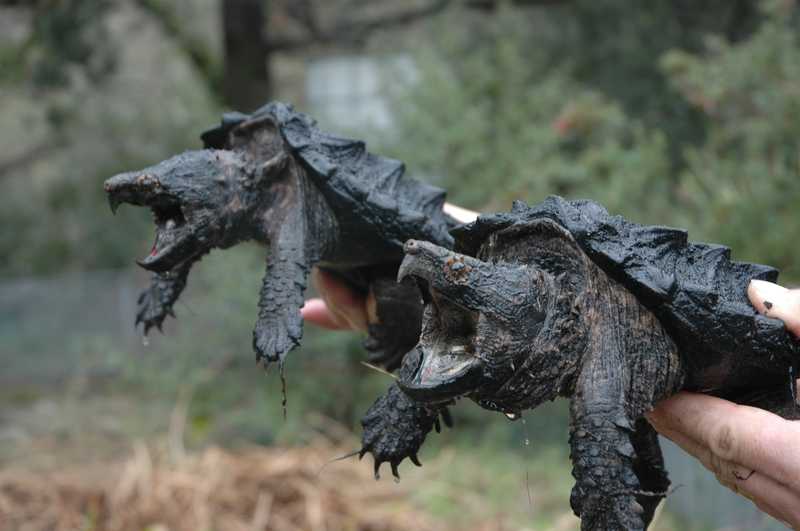tortue alligator  Alliga11