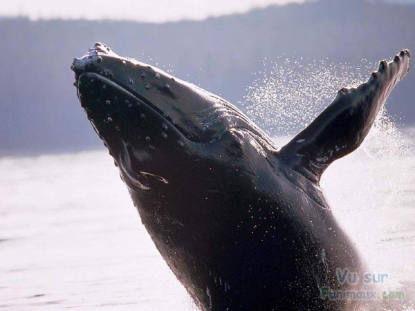 Les baleines en voie de disparition Balein10