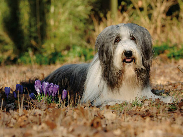 Bearded Collie Bearde12