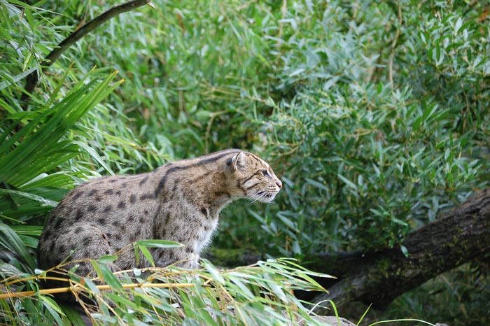 Chat Sauvage d’Asie  Chat-v10