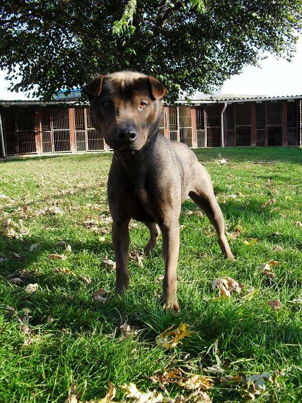 DIKY mâle X sharpei 2 ans, + d'un an de refuge en sauvetage (60)  Diky2111