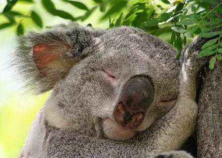 Le koala Koala-10