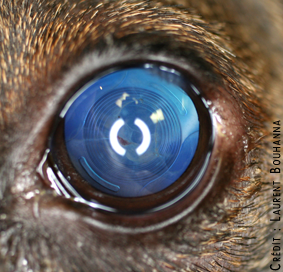 Principales affections oculaires du chien Lentil10