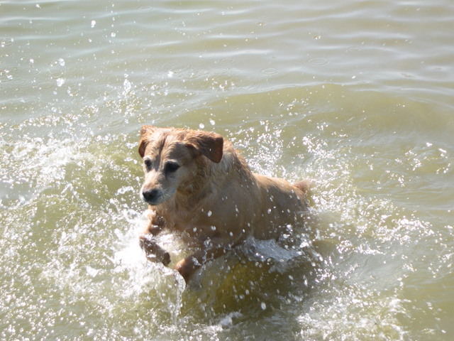 Labrador Retriever Macha-10