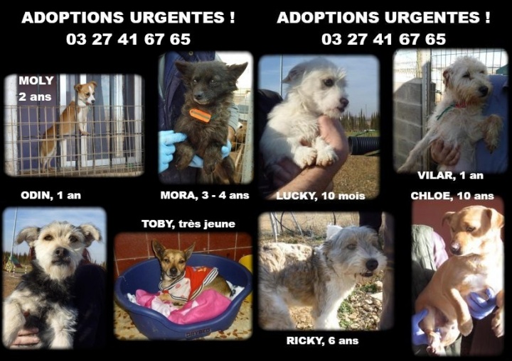 Très Petits Chiens à Adopter Ou Fa Nord Pas De Calais Et