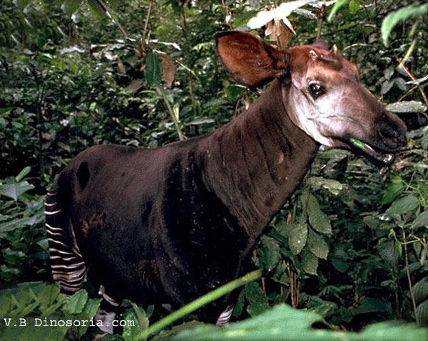 L'okapi  Okapi-10