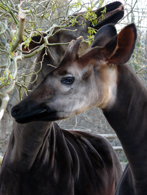 L'okapi  Okapi-11