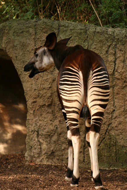 L'okapi  Okapi-13
