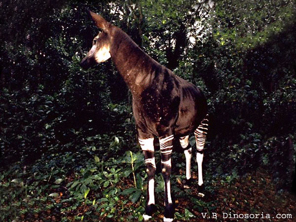 L'okapi  Okapi-14