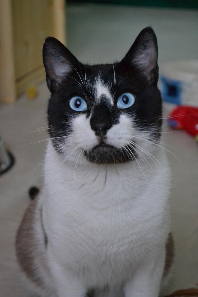 Scianouk magnifique chat mâle à adopter Sciano10