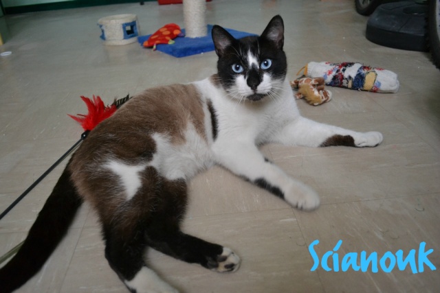 Scianouk magnifique chat mâle à adopter Sciano11