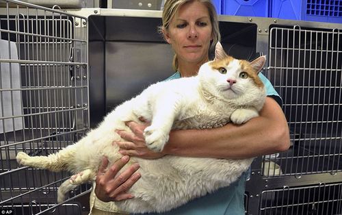 L'obésité du chat Standa12
