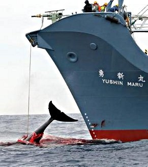 Les baleines en voie de disparition Whalin10