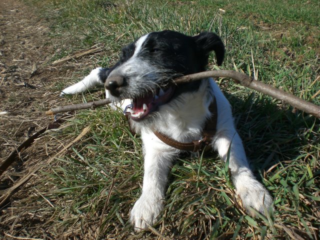 è un cane o .... Relax10