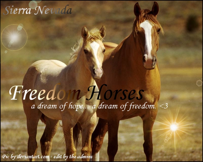 Freedom Horses