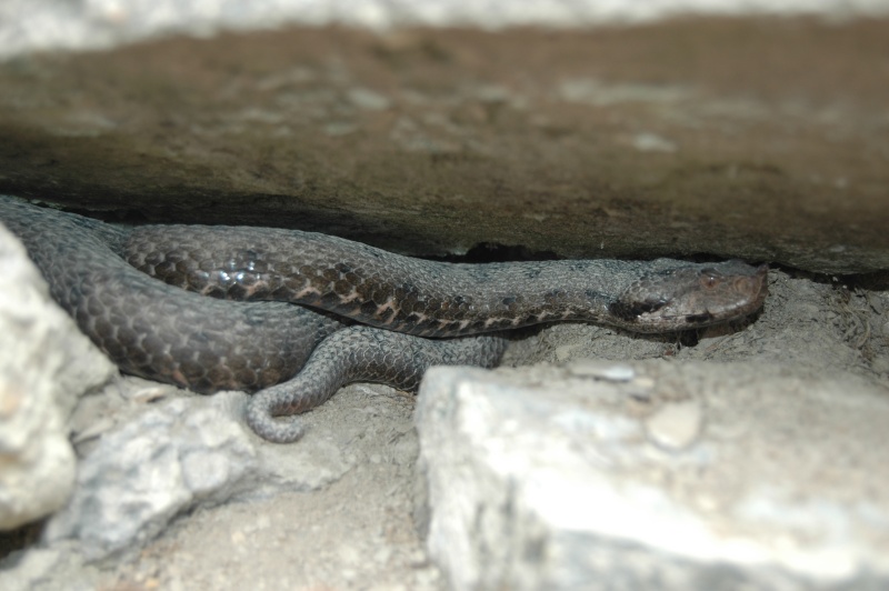 Some pictures from today's herp Dsc_0213
