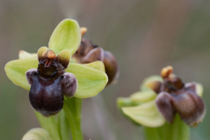 Ophrys bombyliflora à Gruissan [10 04 12] Img_4812