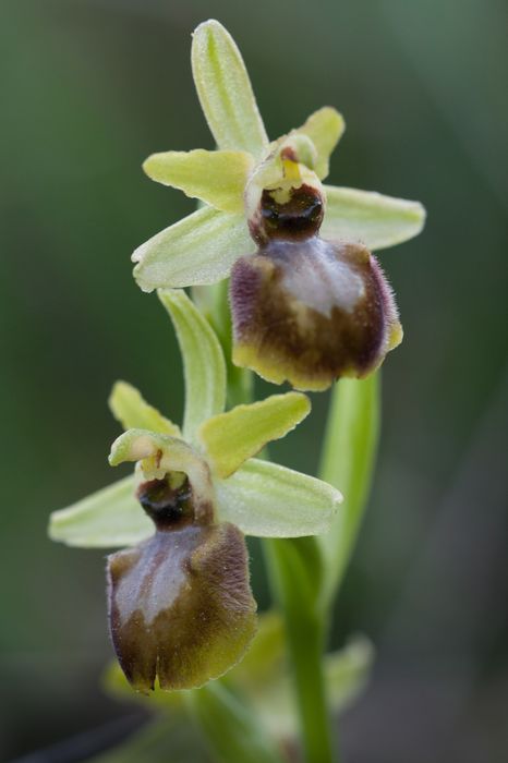 Ophrys bombyliflora à Gruissan [10 04 12] Img_4913