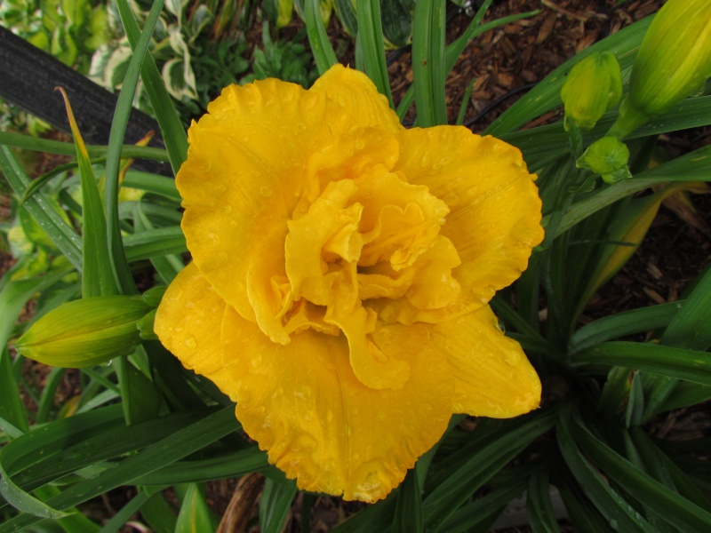 Fernande: Promenade sous la pluie Betty_10