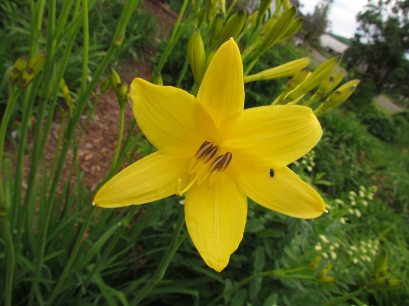 Fernande: Première floraison au jardin Flava10