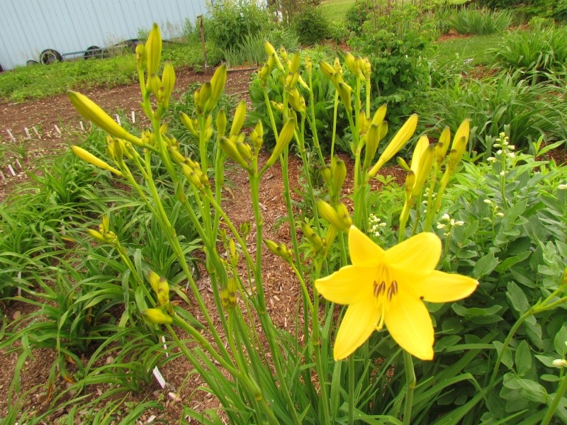 Fernande: Première floraison au jardin Flava_10