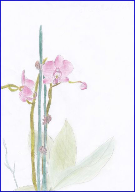Orchidée par Zouzou! Captur12