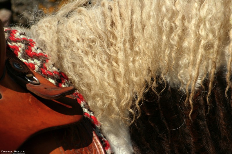 La race Curly Cheval10