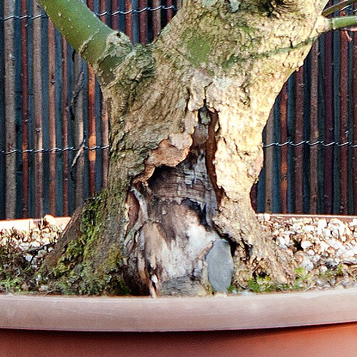Advice for this Japanese Maple (Acer Palmatum) Trunk10