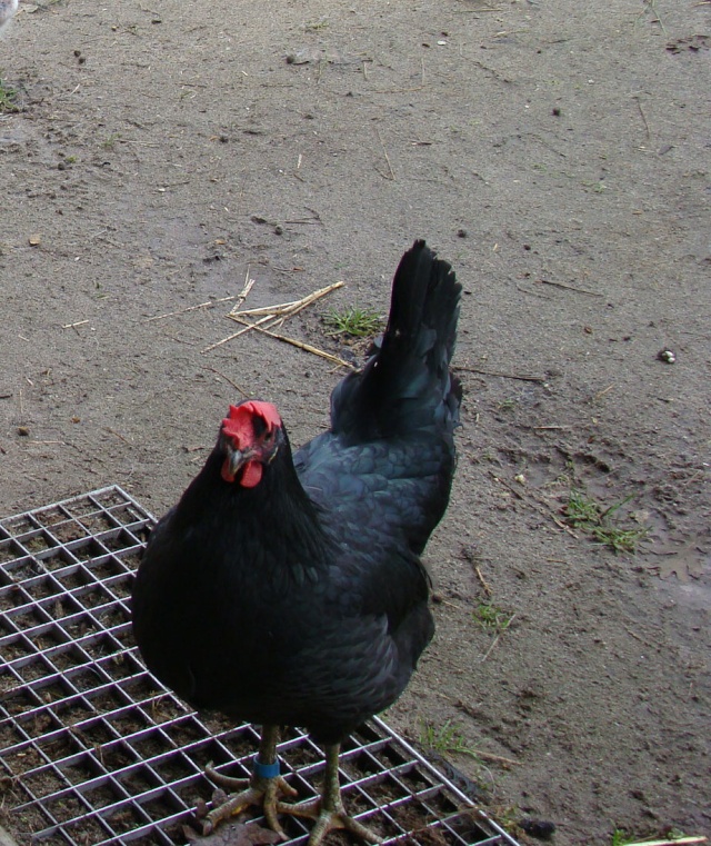 Poule landaise qui n'a pas l'air en forme - Page 5 Papett20