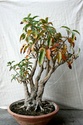 My three Bonsai Plants 20111117