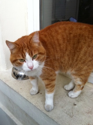 Garfield Jeune Chat Male Roux Et Blanc