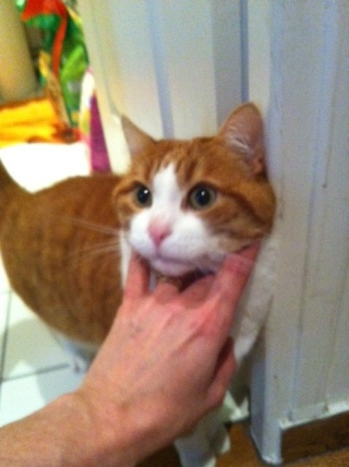Garfield Jeune Chat Male Roux Et Blanc