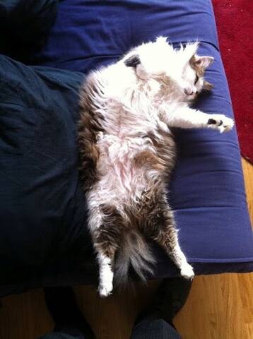 Ryo Croise Maine Coon De 4 Ans