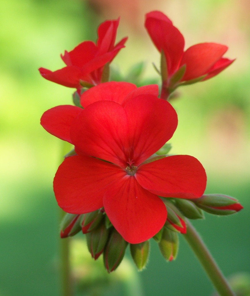 Pelargonium zonale 100_9110