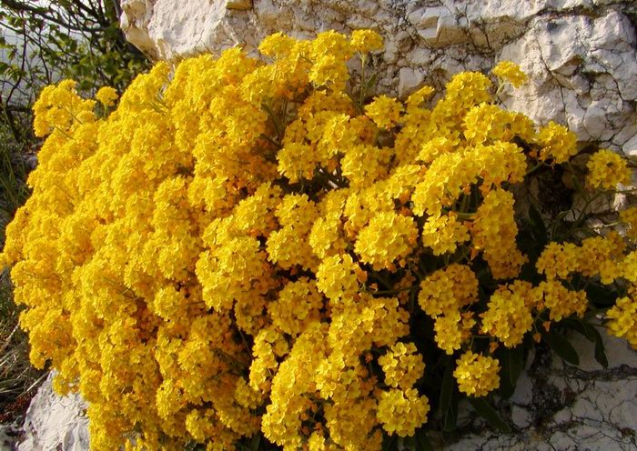 Aurinia saxatile 289010