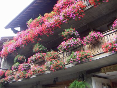 Pelargonium peltatum 30151610