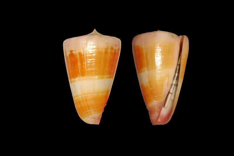 Conus (Strategoconus) circumactus   Iredale, 1929 Conus_33