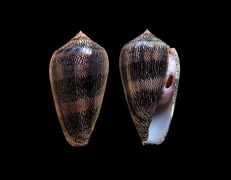 Conus (Cylinder) textile cholmondeleyi Melvill, 1900 voir Conus (Cylinder) textile Linnaeus, 1758 Conus_37