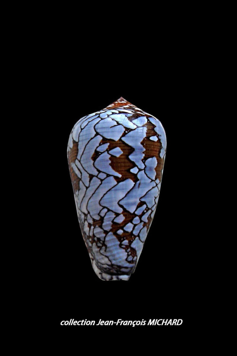 Conus (Darioconus) behelokensis Lauer, 1989 Conus_49