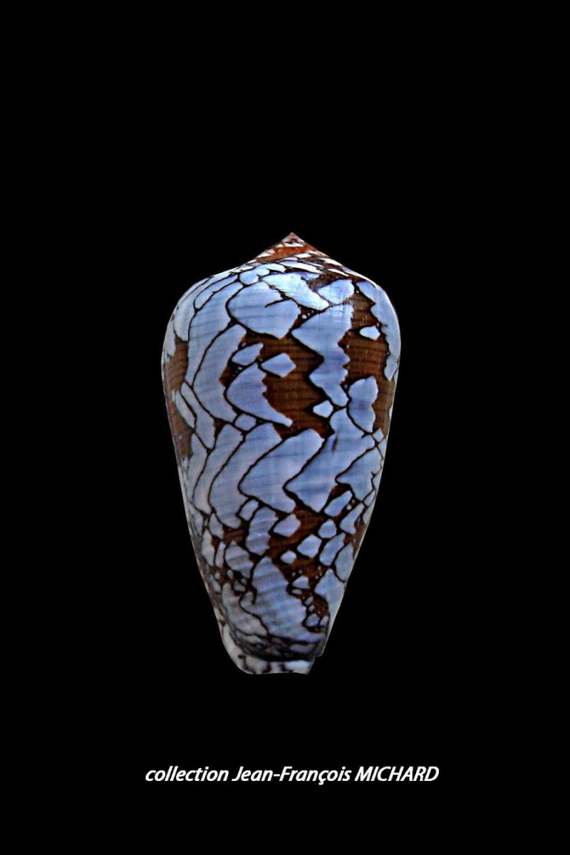 Conus (Darioconus) behelokensis   Lauer, 1989 Conus_49