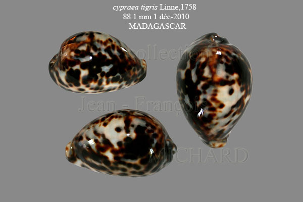 Cypraea tigris tigris Linnaeus, 1758 - Page 7 Cyprae20